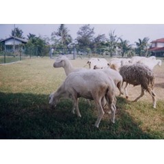 domba kibas / domba ekor gemuk
