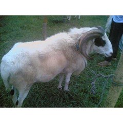 domba garut