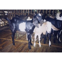 kambing kacukan / bligon / jawa randu / koploh