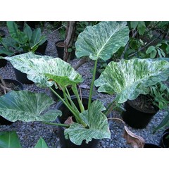 philodendron marble sp. variegated