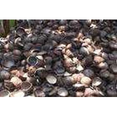batok kelapa
