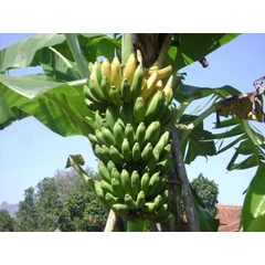 pisang kepok, raja dll