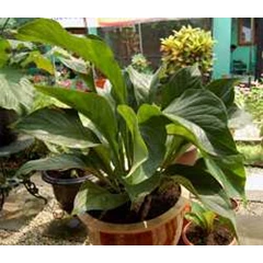 anthurium jaipong