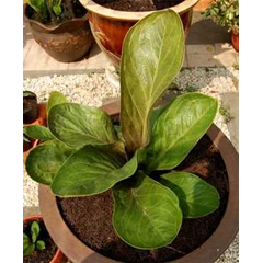anthurium mangkok