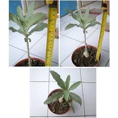 adenium oleifolium - rsa uptington