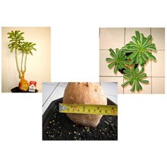 adenium obesum sp. - kenya redcaudex ( collector item)