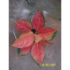 aglaonema red evergreen