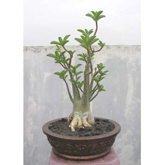 adenium arabicum rcn-02 (sold)