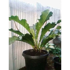 anthurium neo jemani kristata - jemani x wave