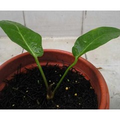 anthurium garuda merah