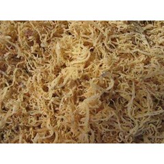 rumput laut/ seaweed (e cottoni)