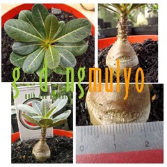 adenium socotranum (sold out) - [001-004-0-000001]