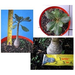 adenium socotranum sp. [ b]