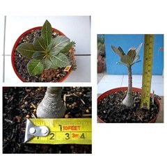 adenium socotranum sp. [ e]