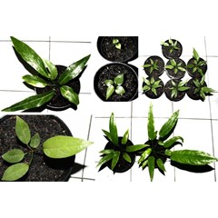 anthurium (paket) #5 murah meriah! (sold)