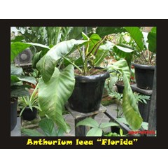 anthurium leea 'ecuador'