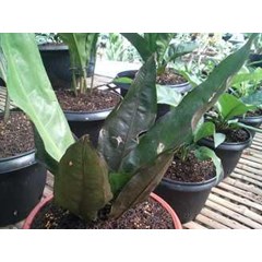 anthurium black superboom