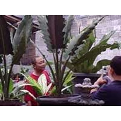 anthurium