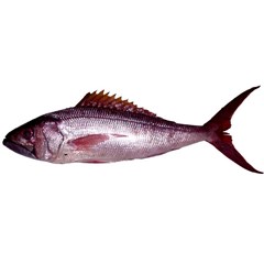 rusty jobfish