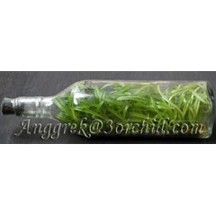 bibit anggrek dalam botol