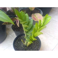 zamia curcas / jamaika