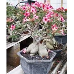 adenium model bonsai 1201-1268