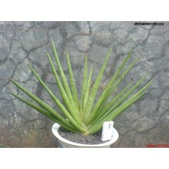 sansevieria koko big( kode a1) / sold out/ terima kasih .