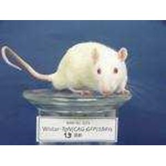 wistar (tikus laboratorium)