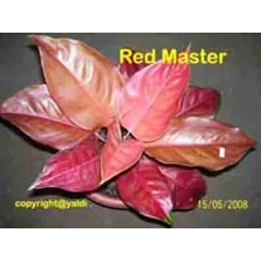 red master calon induk