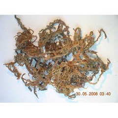 rumput laut cottoni