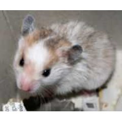 hamster hamster