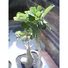 adenium kristata (sold)