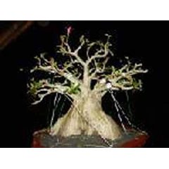 arabicum rcn legendaris