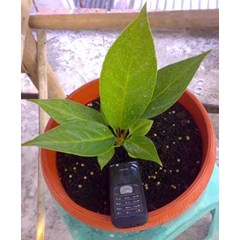 anthurium jenmanii