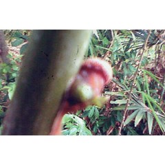 benalu pohon bambu