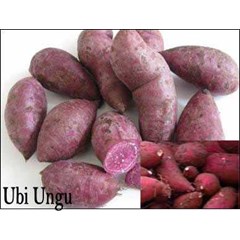 * * * * * supplier ubi jalar ungu & ubi jalar merah* * * * *
