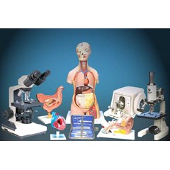 biology models