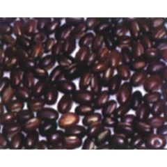 mucuna bracteata seed
