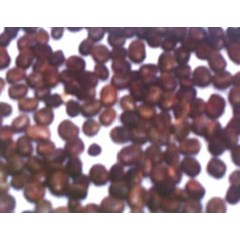 centrosema pubescens seed