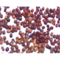 peuraria javanica seed