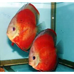 red marlboro discus