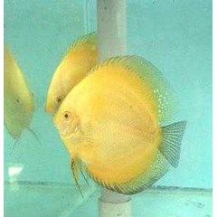 yellow discus