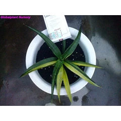 s.siam green variegated/ sold out/ terima kasih.