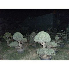 cemara udang ( casuarina equesetifolia ) u/taman