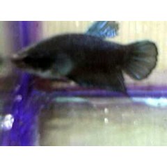 [ empty] bagan betta