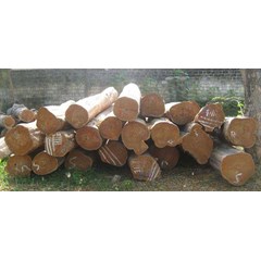 kayu jati log
