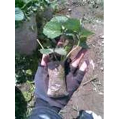 bibit stroberi / strawberry seeds