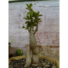 grafting plastik unik