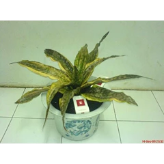 sansevieria kirkii var pulchra coppertone varigata big with 12leaf.