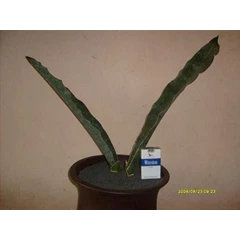 sansevieria kirkii var super clone ( douglash) .